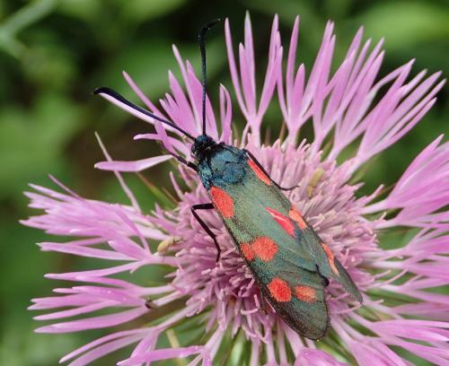 Zygaena filipendulae